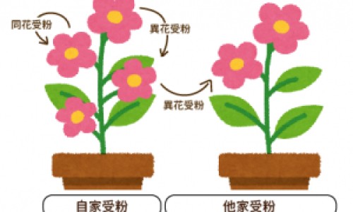 大米与香米的区别专区_香米好吃还是大米好吃专区_大米和香米的营养有什么区别网